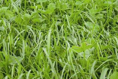 Grasfræblanda - Smáragrasblanda - 15 KG