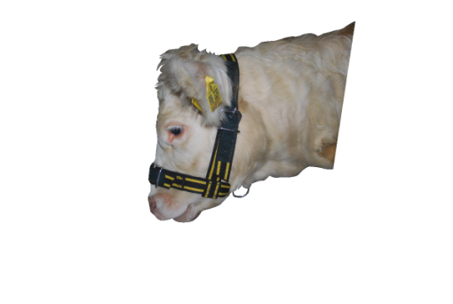 Kálfamúll