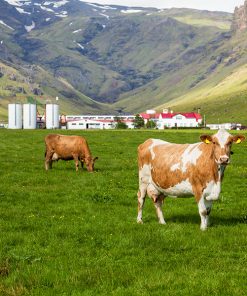 Landbúnaður