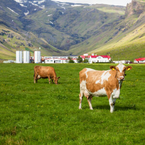 Landbúnaður