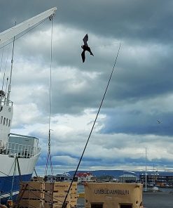 Fuglahræða flugdreki
