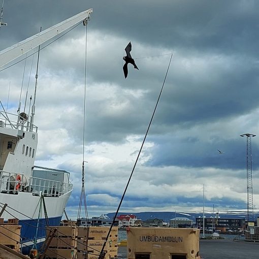 Fuglahræða flugdreki