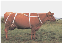 Net-op júgurhlíf perlon XL