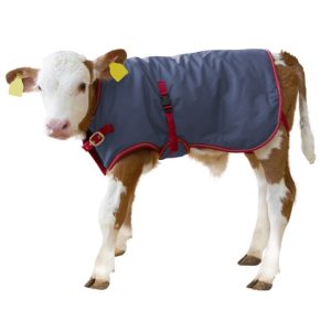 Ábreiða fyrir kálfa